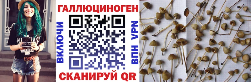 закладка  Ивантеевка  Галлюциногенные грибы прущие грибы 